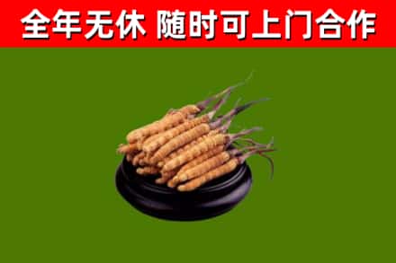 濮阳烟酒回收冬虫夏草.jpg